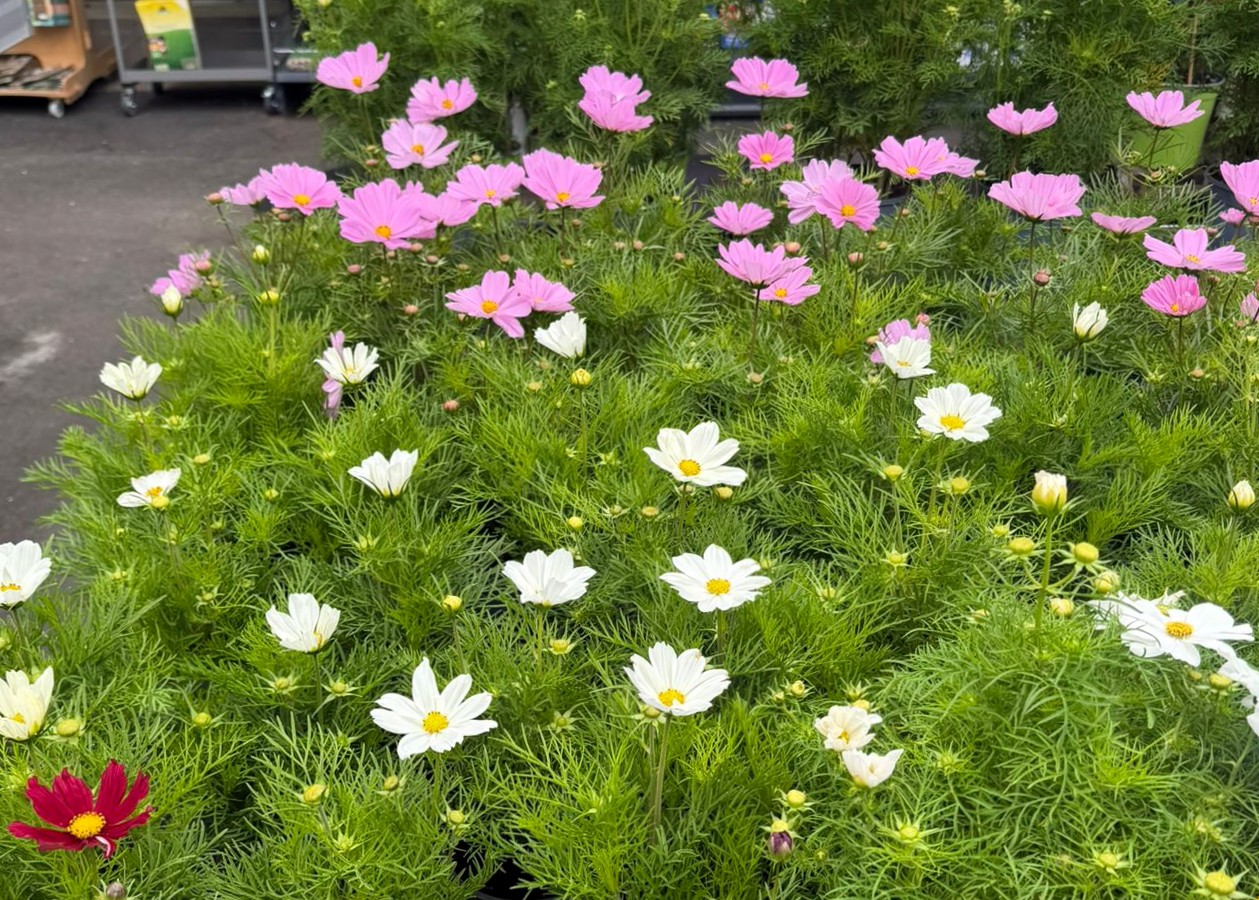 Monheimer Blumenmarkt